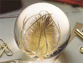 Teasel