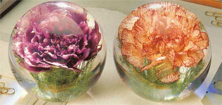 Carnation