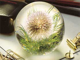 Globe Thistle