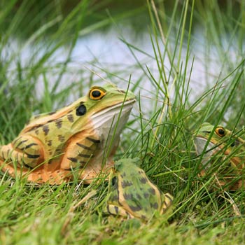 DecoAnimals Frog
