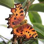 WG591 - Comma