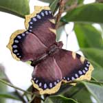 WG594 - Camberwell Beauty