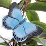 WG595 - Holly Blue