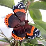 WG596 - Red Admiral