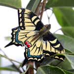 WG597 - Swallowtail